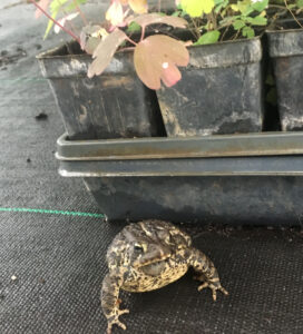 Toad in Greenhouse