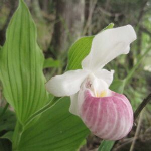 Minnesota's state flower, the lady slipper, which is impacted by soil health 