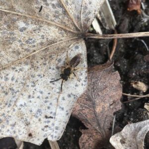 Healthy soil in Minnesota positively impacts native bee species