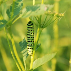 Monarch Caterpillar on Native Plant in Songbird Habitat