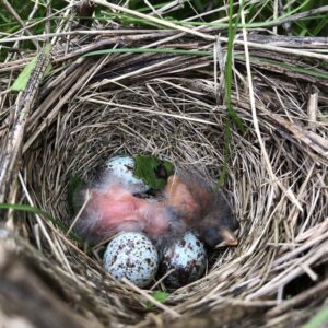 baby birds in native plant habitat restoration