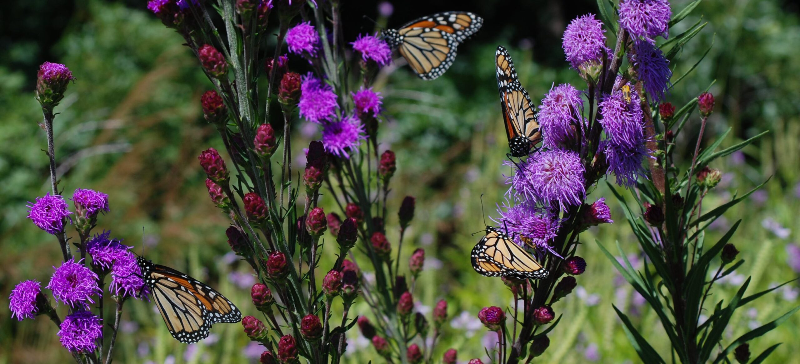 26 Flowers and Plants that Attract Butterflies