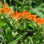 Butterflyweed, a common native plant species that is perfect for traditional landscapes