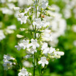 Foxglove beardtongue, a common native plant species that is perfect for traditional landscapes