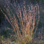 Little bluestem, a common native plant species that is perfect for traditional landscapes