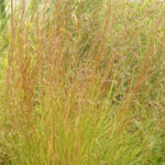 Prairie dropseed, a common native plant species that is perfect for traditional landscapes