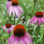 Purple coneflower, a common native plant species that is perfect for traditional landscapes