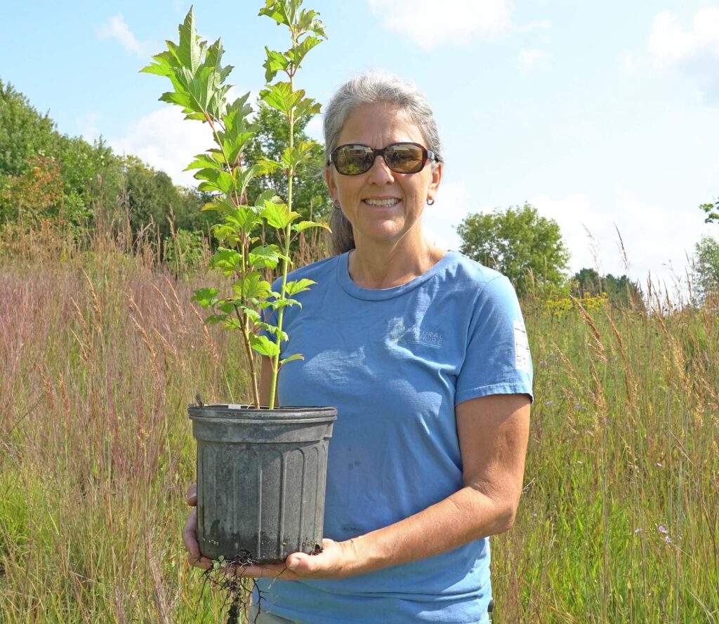 Minnesota native shrub species for sale at NST's retail greenhouse