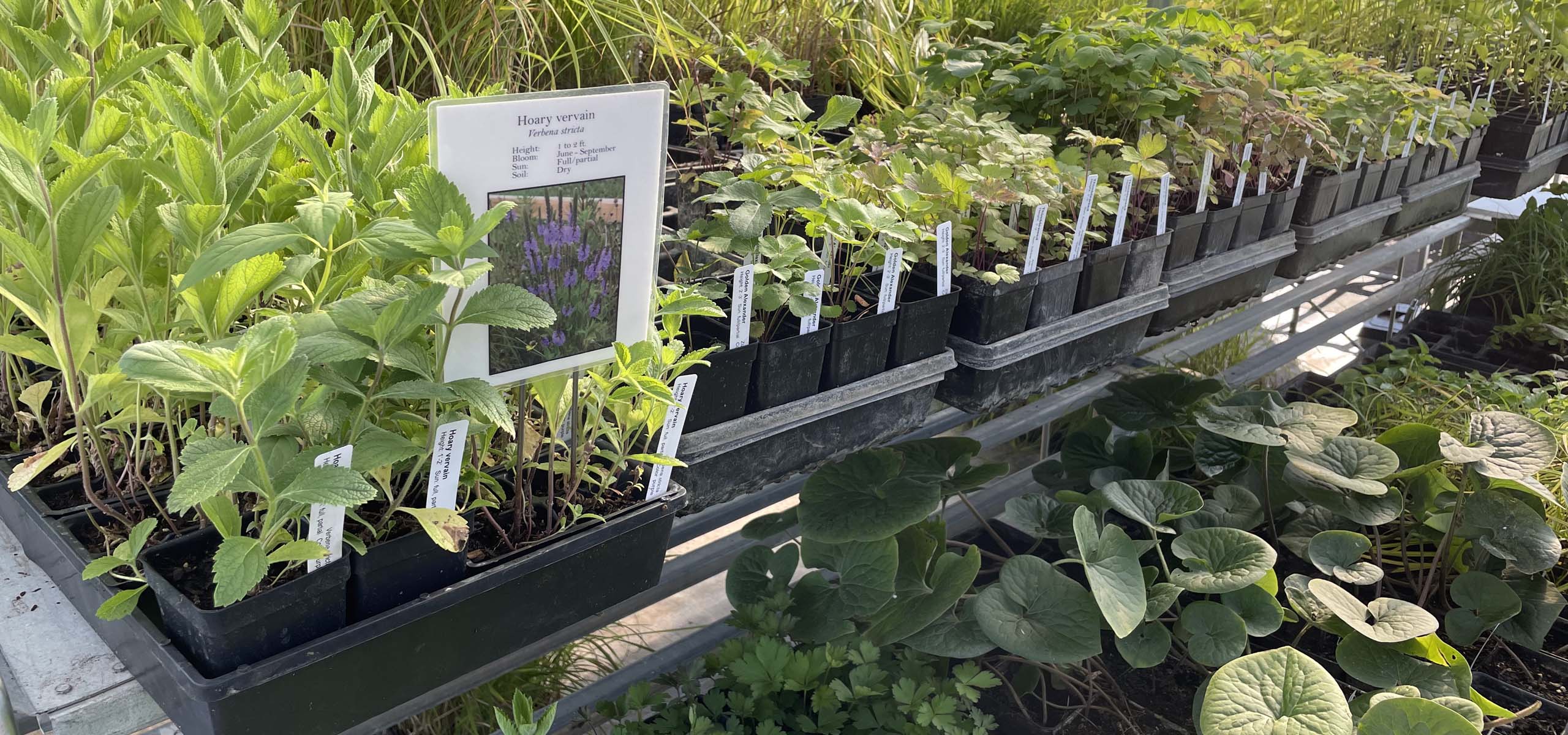 Minnesota native plants available at NST's retail greenhouse