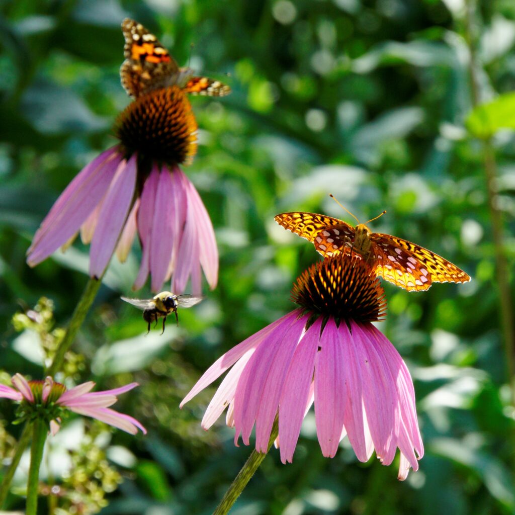 Pollinators on Native Plant Shoreline Restoration