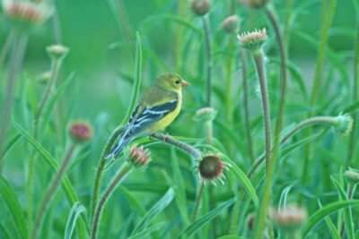 Goldfinch on Purple Coneflower Natural Shore