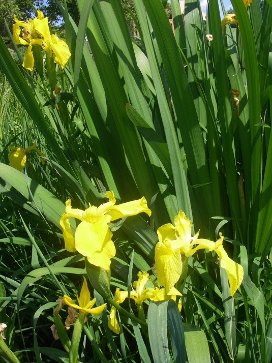 Invasive Yellow Flag Iris (Iris pseudacorus)