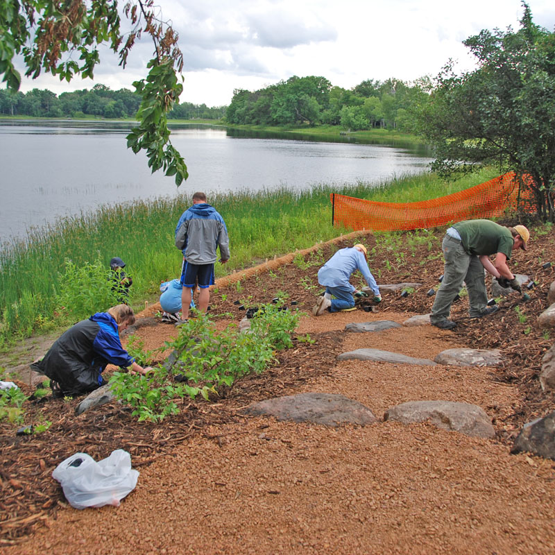The NST crew restored lakeshores with native plants 