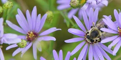 Leafcutter Bee on Aromatic Aster