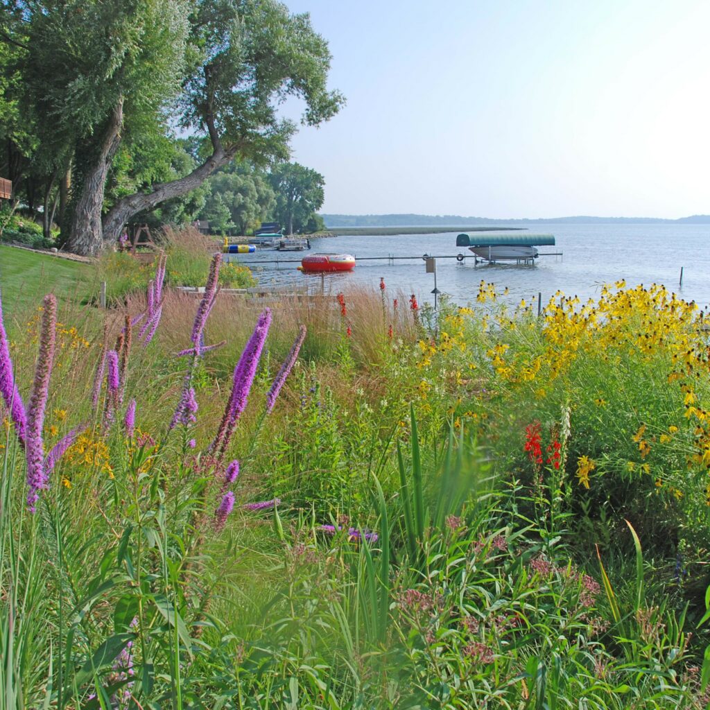 restored lakeshores with native plants  for Recreational Uses | Natural Shore