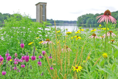 Restoring MN Lakeshores with Native Plants