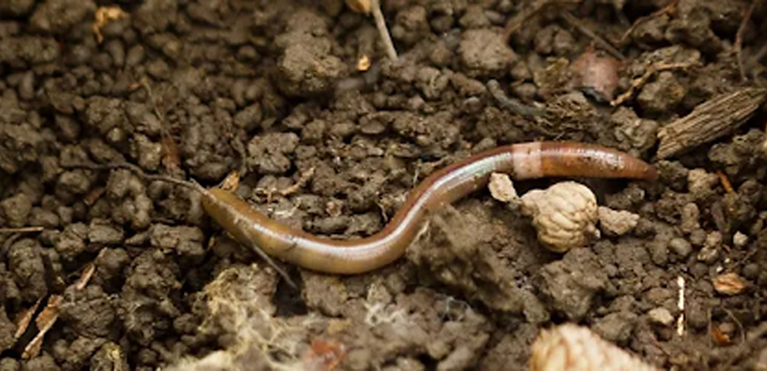 Jumping Worms in MN - What's the Big Deal?