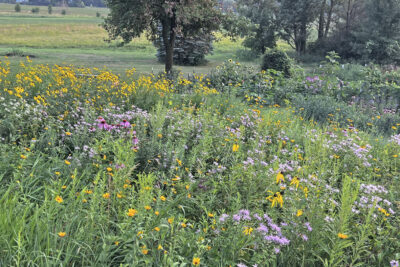 residential pollinator oasis with bergamot, grey-headed coneflower, coreopsis and others